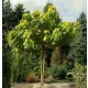 CATALPA KATALPA Surmia odporna mróz - sadzonki 60 / 80 cm